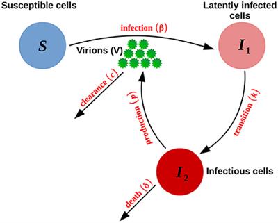 Characterizing viral within-host diversity in fast and non-equilibrium demo-genetic dynamics